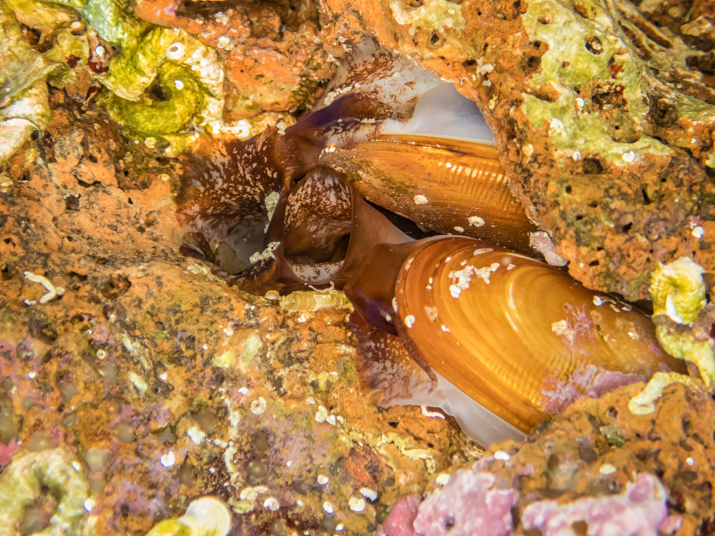 European Date Mussel