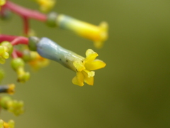 Palicourea corniculata