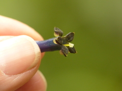 Palicourea corniculata