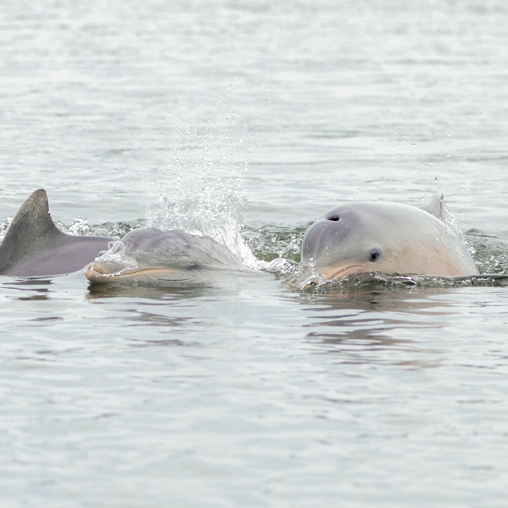 Guiana Dolphin