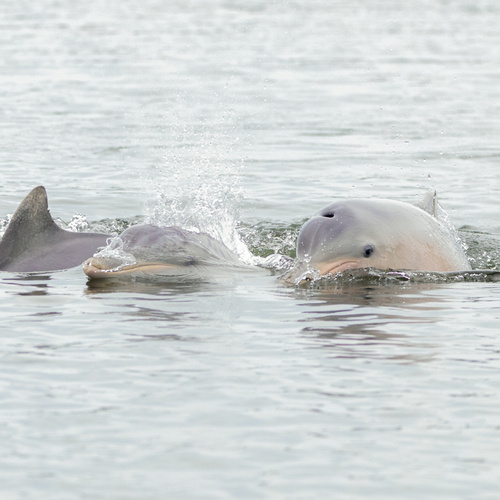Guiana Dolphin