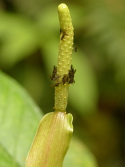 Anthurium amoenum