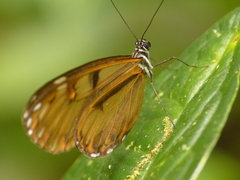 Oleria baizana