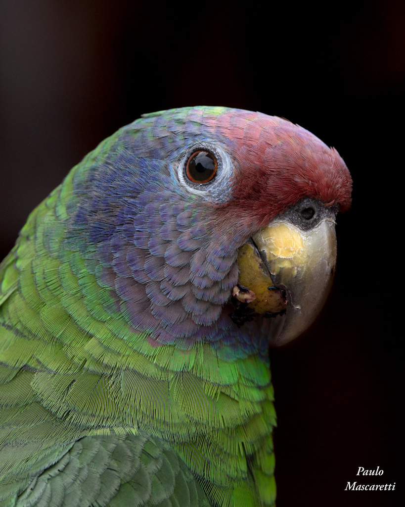Red-tailed Amazon