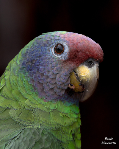 Red-tailed Amazon