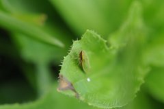 Draeculacephala balli