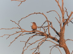 Tarphonomus certhioides