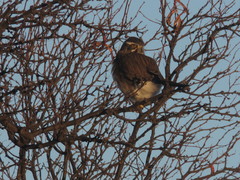 Spiziapteryx circumcincta