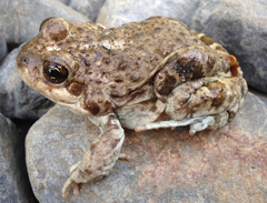 Pleurodema bufoninum