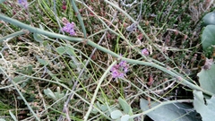 Limonium meyeri