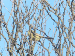 Stigmatura budytoides