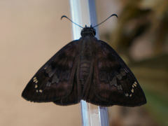 Ephyriades arcas
