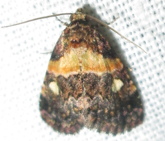 Xanthomera leucoglene