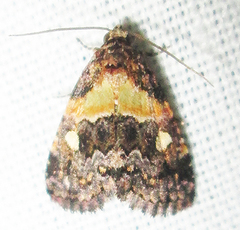 Xanthomera leucoglene