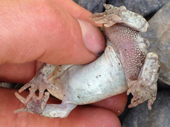 Pleurodema bufoninum