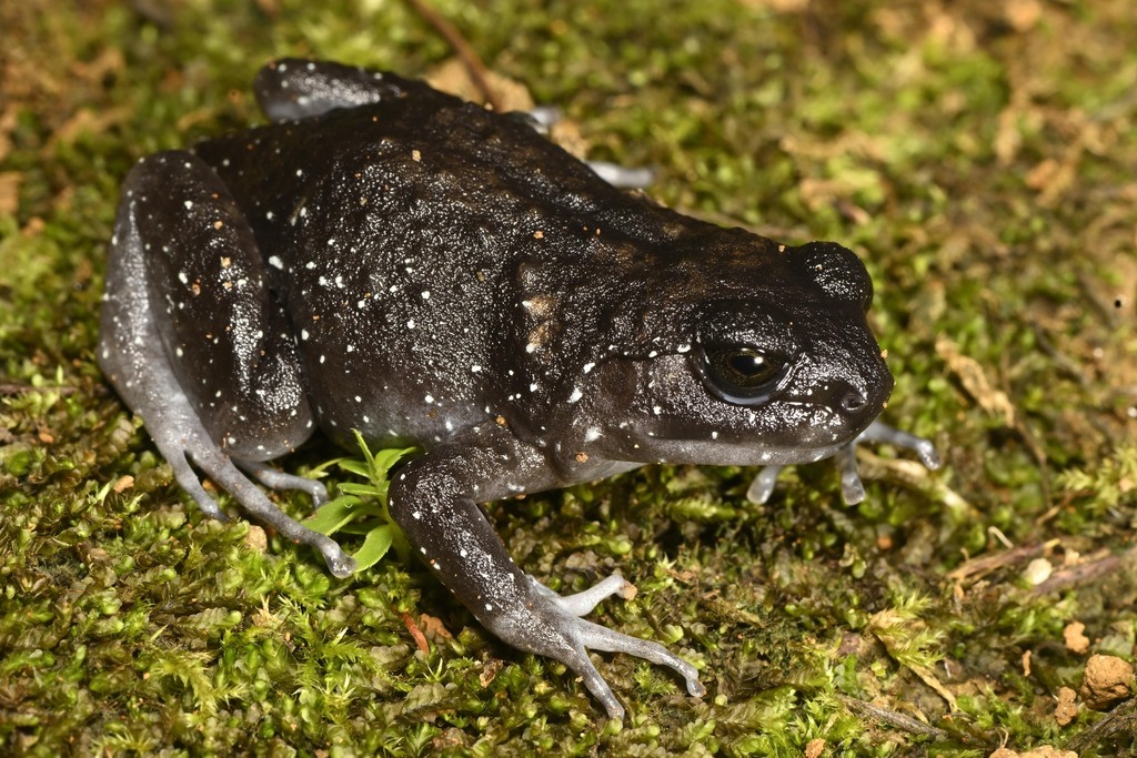 Callulops microtis