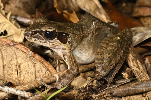 Papurana supragrisea observed 2023-08-03