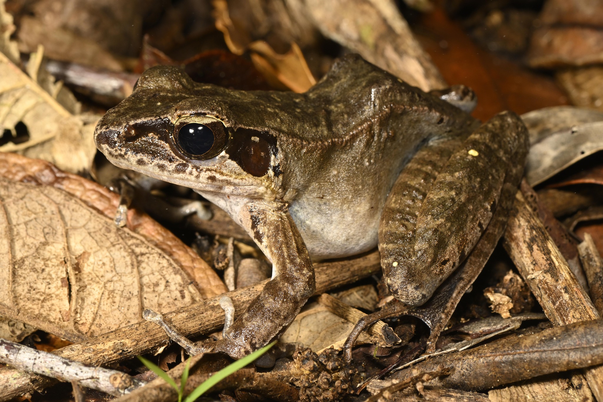 Papua Gray Frog
