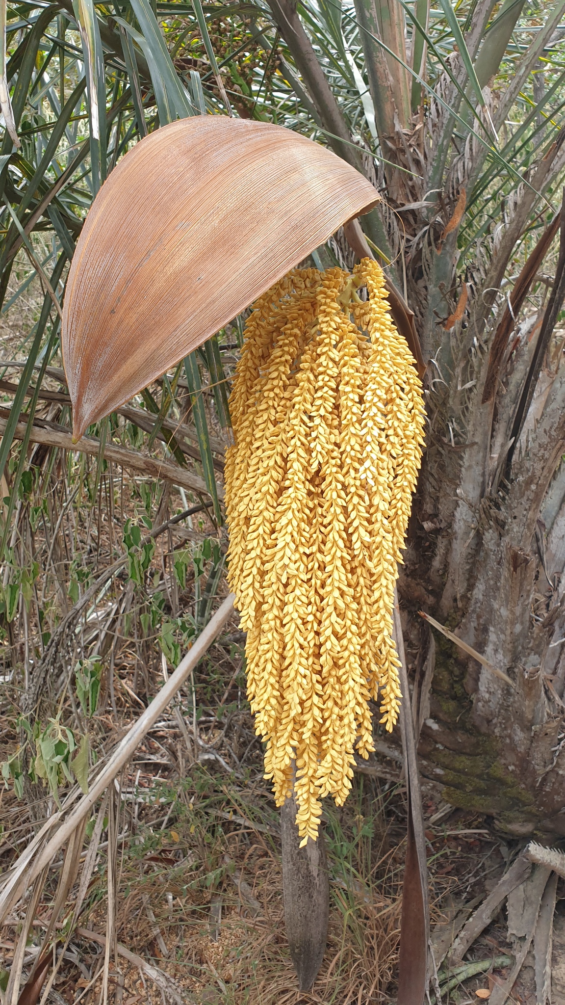 Imagem de Licuri ou Ouricuri