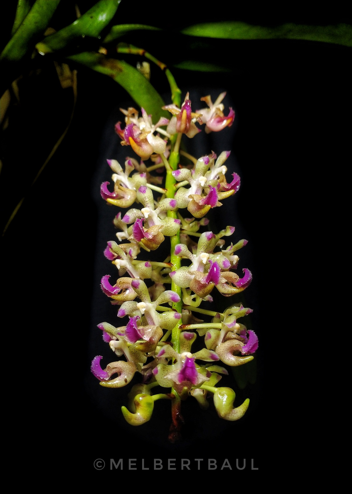 Aerides migueldavidii Cootes, Cabactulan & Naive