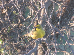 Gubernatrix cristata