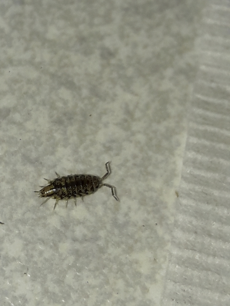 Woolice Rocks Woodlice, Pillbugs, and Rock Slaters from Lord Howe Island NSW 2898 ...