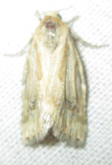 Heliocheilus stigmatia