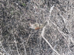 Rhinocrypta lanceolata