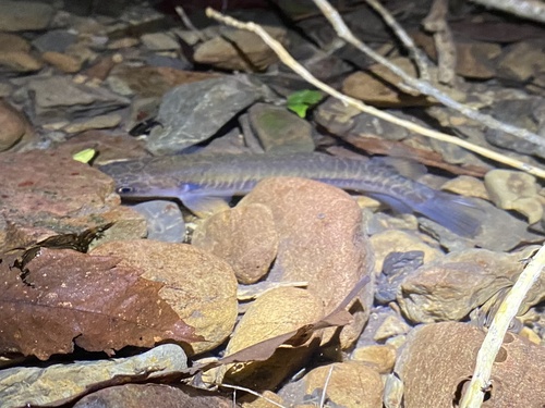 Gebande kokopu (Galaxias fasciatus) — Galaxiidae — 4