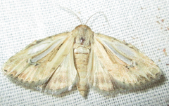 Heliocheilus stigmatia