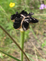 Zephyranthes drummondii