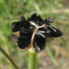 Zephyranthes drummondii
