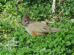 Rhinocrypta lanceolata