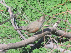 Rhinocrypta lanceolata