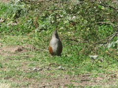 Rhinocrypta lanceolata