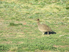 Nothoprocta cinerascens