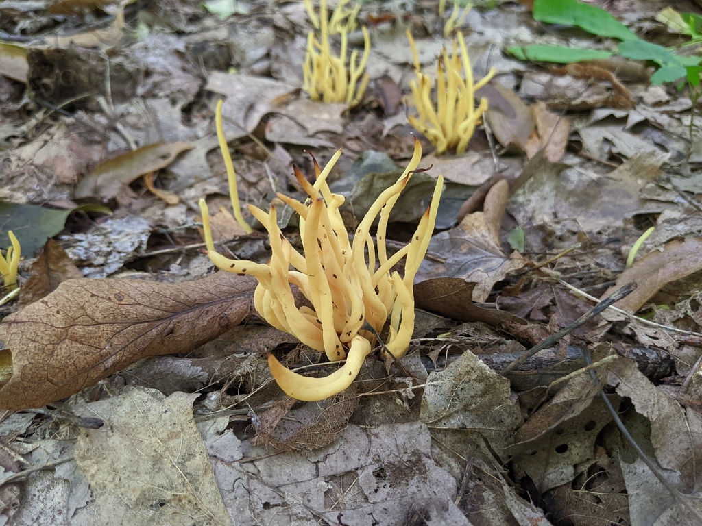 Clavaria sp. 'MI03'