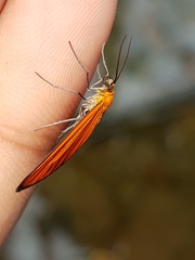 Eudulophasia