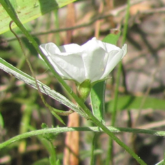 Evolvulus sericeus