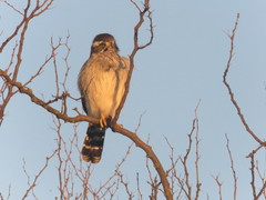 Spiziapteryx circumcincta