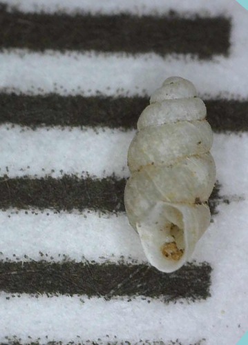 Gastrocopta observed 2004-12-25