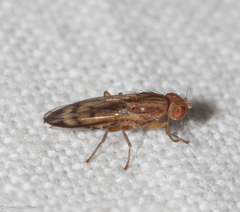 Opomyza petrei