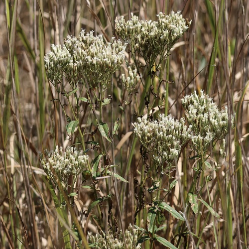 Image of Eupatorium subvenosum by (c) er-birds, some rights reserved (CC BY)