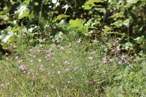 Image of Threadleaf False Foxglove (Agalinis setacea) by (c) er-birds, some rights reserved (CC BY)