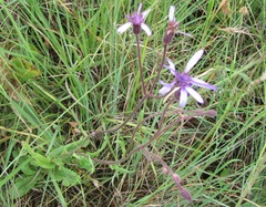 Senecio polyodon subglaber