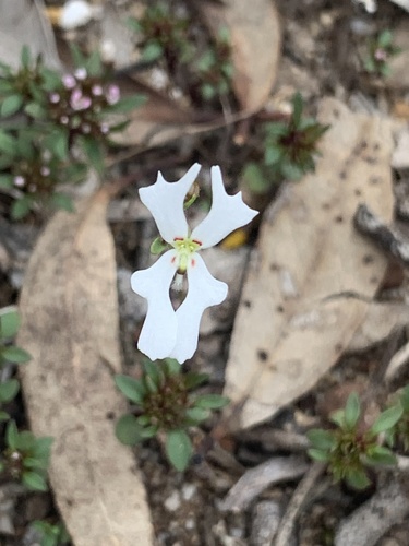 Stylidium androsaceum (Stylidium androsaceum)