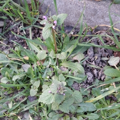 Lamium purpureum