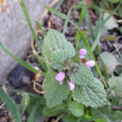 Lamium purpureum