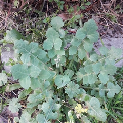 Sonchus oleraceus