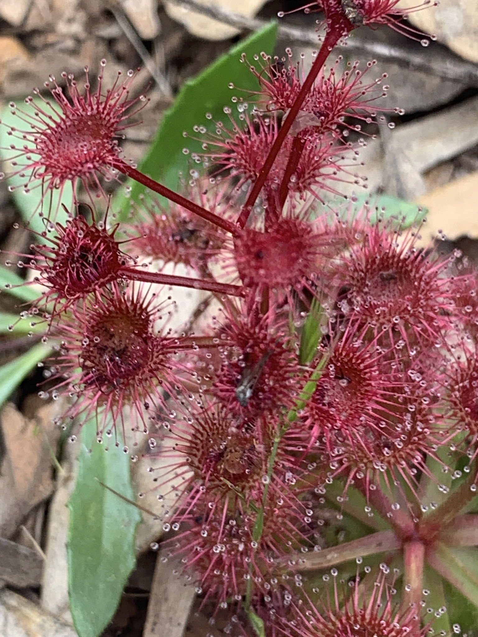 Drosera purpurascens Schlotth. 2